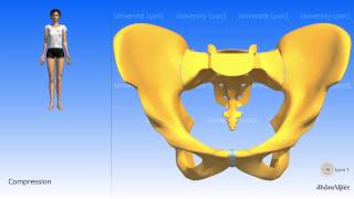 Arthrology of the pelvis the symphysis pubis