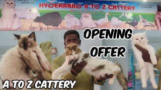 A to Z Cattery Shaheen Nagar Near Osmania Hotel | Sabse Saste Persian Kittens in Hyderabad