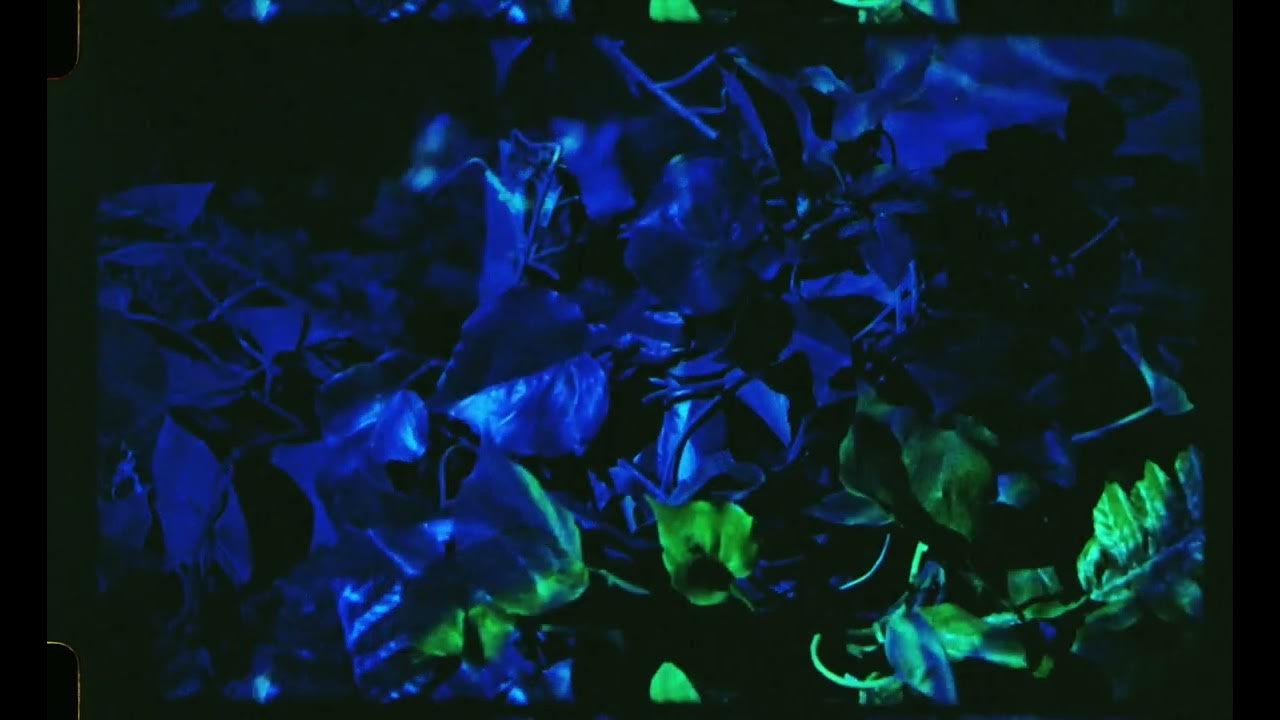 Red Earth Creek Höhn [Official Visualizer] YouTube