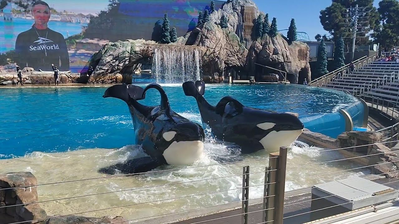 Orca Encounter 12pm show SeaWorld San Diego Friday October 31st 2025