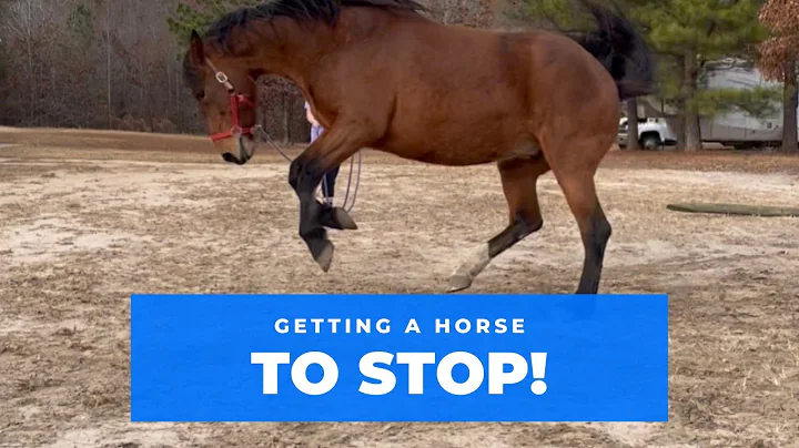 Getting a Horse to Stop - Is there a Secret? Maybe!
