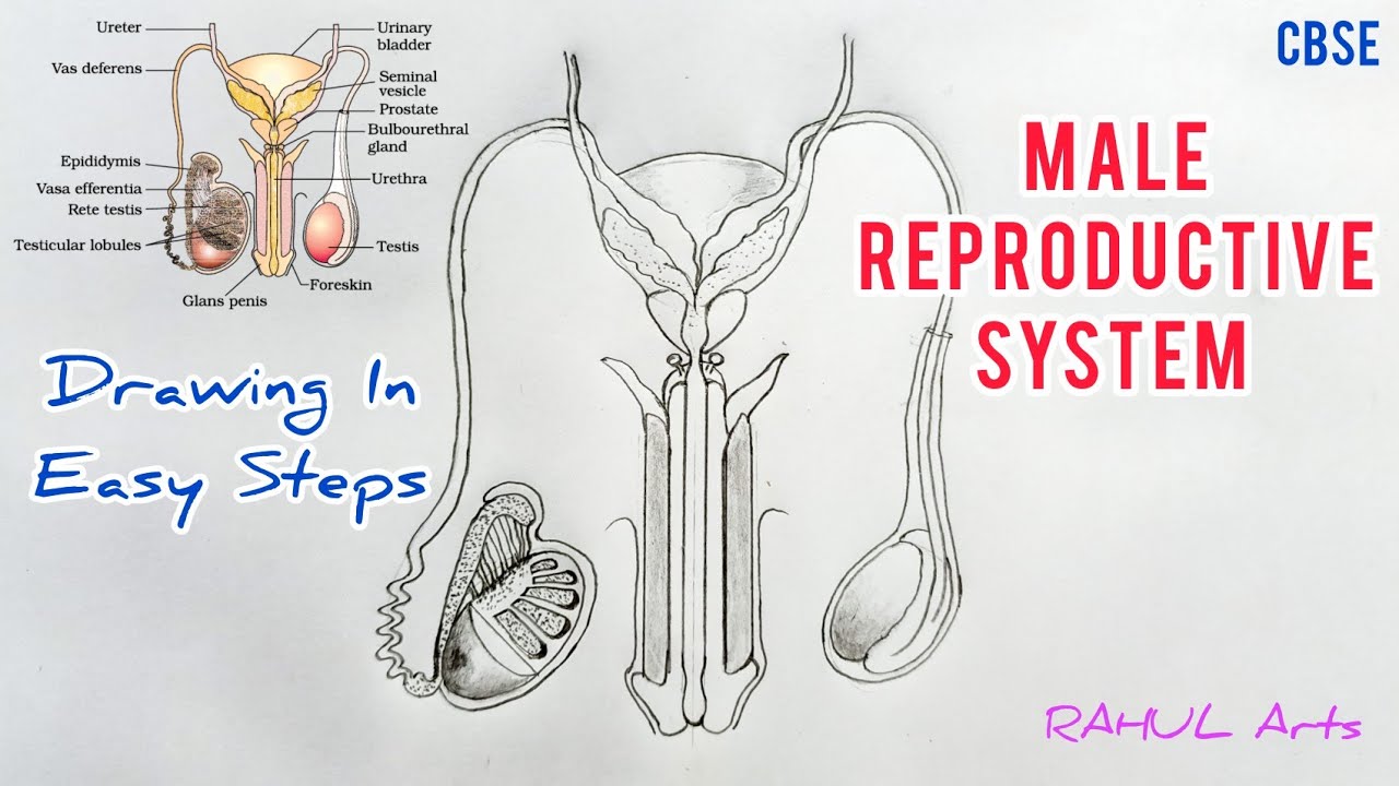 Draw A Well Labelled Diagram Of The Reproductive System Of