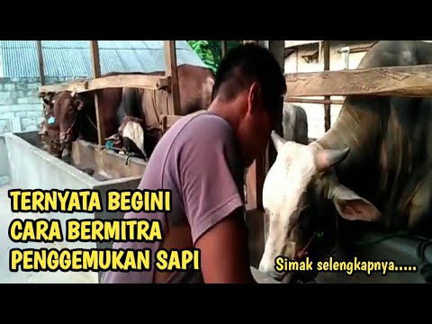 Video: Wilayah Genom Yang Terkait Dengan Kekerabatan Pada Sapi Potong Berbeda Dalam Lima Ras Sapi Yang Berbeda