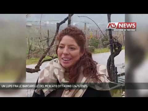 UN LUPO FRA LE BANCARELLE DEL MERCATO CITTADINO | 24/11/2025