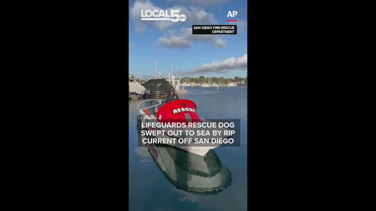 Lifeguards rescue dog swept out to sea by rip current off San Diego ...