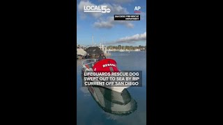 Lifeguards rescue dog swept out to sea by rip current off San Diego ...
