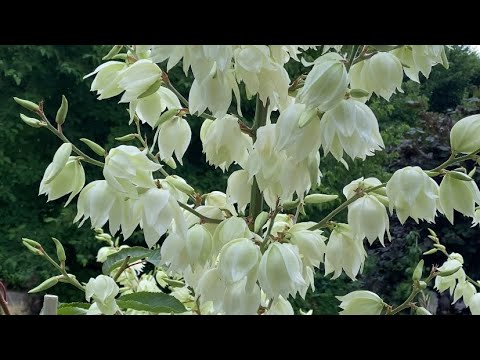 Video: Chăm sóc cho hoa Yucca sau khi nở - Cắt cuống hoa Yucca