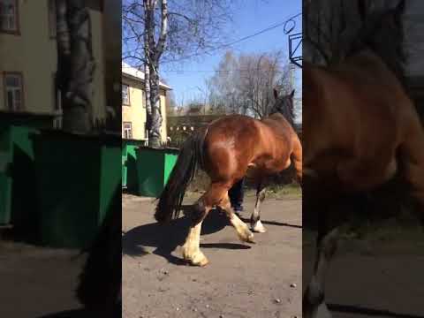 Купить Лошадь В Контакте
