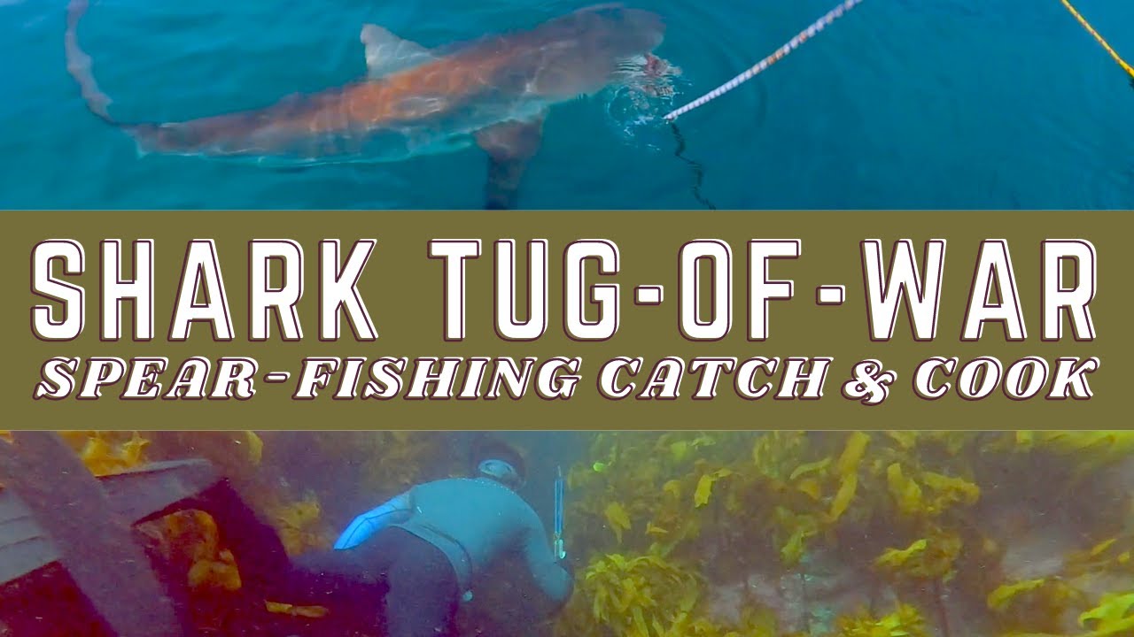 Shark tug of war | Spear fishing catch & cook in New Zealand S5:E8