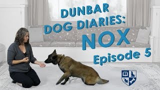 Dunbar Dog Diaries #5  Leave it, Take it and Off Part 1