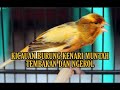 Kicauan Burung Kenari Loper Suara Jernih Bagus Buat Masteran Mp3 - Mp4 Download