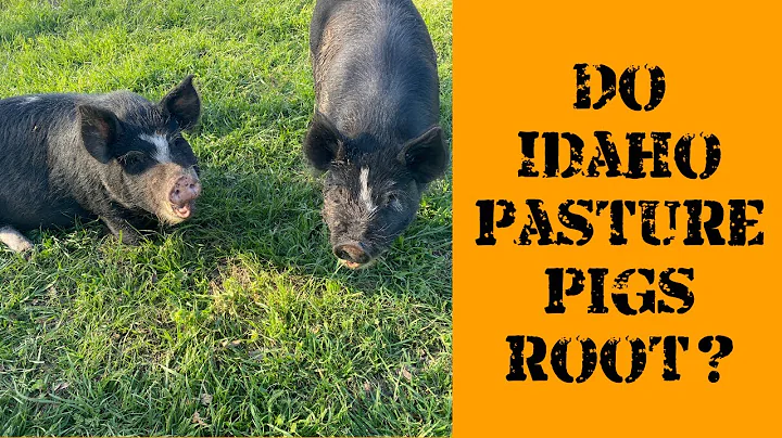 Do Idaho Pasture Pigs Root? | Central Texas Homestead