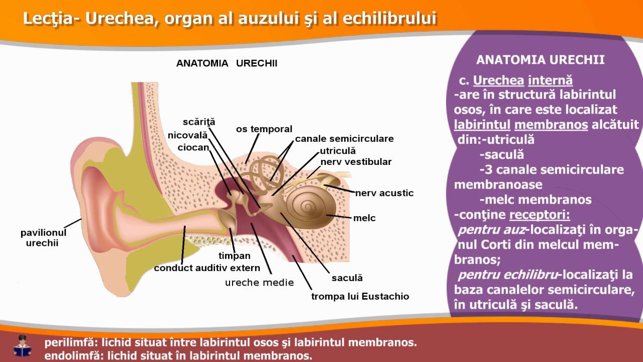 Durere de ureche: Cand sa ne ingrijoram? Cauze, Simptome & Tratament