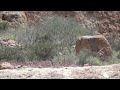 Big Horn Sheep at Aravaipa Canyon AZ - Mark Storto Nature Clips