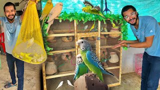 Budgies Colony Complete Budgies Ko Colony Bohat Pasand Ayi