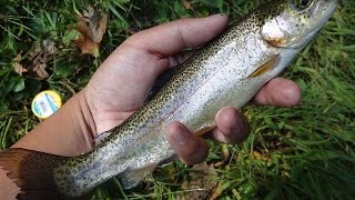 Fall Stocked Trout Fishing with Power Bait (Northeast Philadelphia, PA)