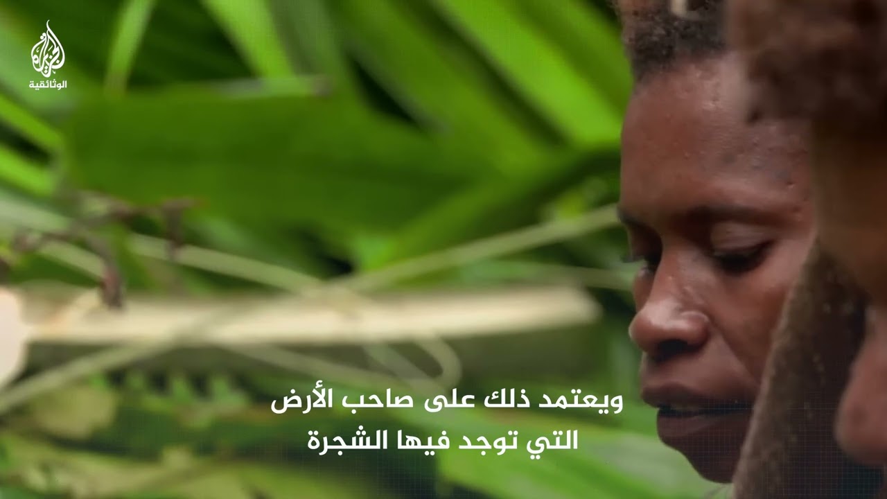 قبيلة العراة..كيف يصنعون الخبز من شجرة الساغو؟