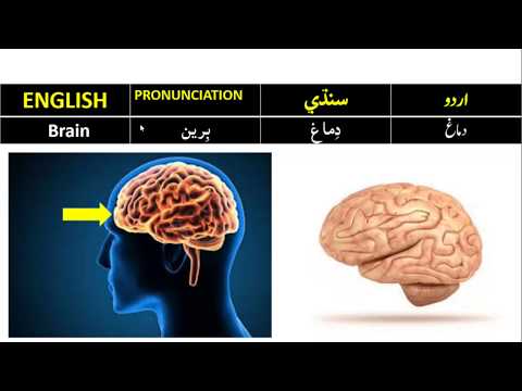 Human Organs names in Sindhi انساني عضون جا نالا