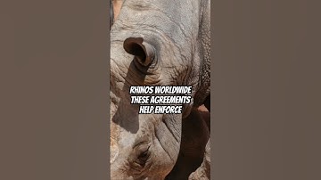 How Local Communities Are Making MILLIONS Protecting Rhinos!