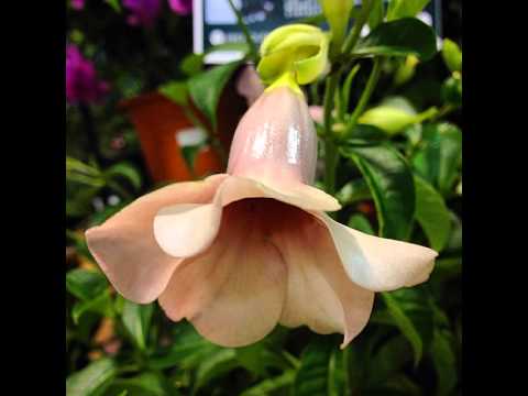 Have A Good Evening Goodnight Flower Love Friendship