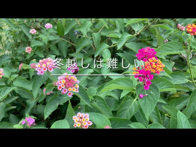 ランタナ Lantana 植えてはいけない花 Youtube ランタナ Lantana 植えてはいけない花 Youtube
