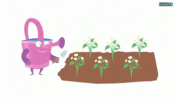 Quelles sont les modalités de la reproduction asexuée chez les plantes ?