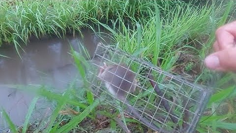 Sau Đêm Mưa Trúng Bầy Chuột Bẫy Rắn | Đất Long An | mouse trap