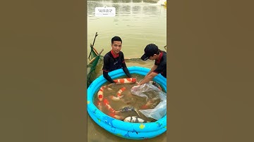 Cá koi nhật ở đây ạ , nông trại cá koi nhật 23 hecta ao nuôi cá cung cấp cá koi #cakoinhat