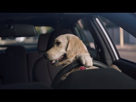subaru-dog-tested-i-subaru-commercial-i-driving-lesson