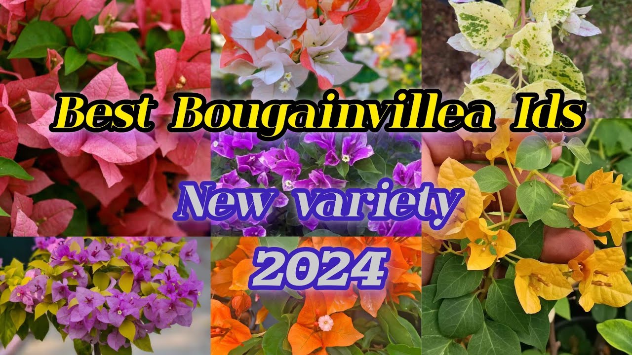 Best Bougainvillea Varieties with Names Or IDs//All New Variety Bougainvillea