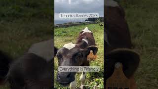 Walking in the island of Terceira Azores you see awesome views and friendly people and animals.