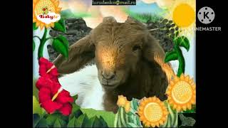 The Amazing World 2006 Sheep