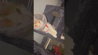 Tune Gets His Rest For Sure