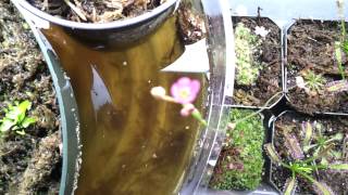 Drosera Spatulata and Pygmy Sundew Flowers