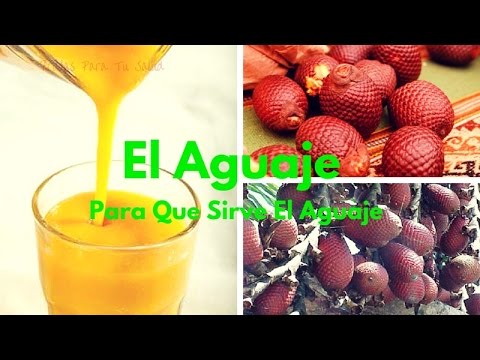 EL AGUAJE: Para Que Sirve El Aguaje tulsi gabbard