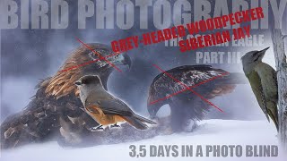 BIRD Photography // THE GOLDEN EAGLE // 3,5 DAYS in a PHOTO BLIND - PART III by Alfred Lucas 664 views 2 years ago 14 minutes, 20 seconds