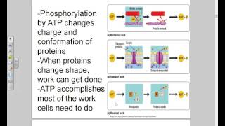 Vandepol Microbiology BHCC Chapter 5 part 2b  ATP   20150315 101741 27