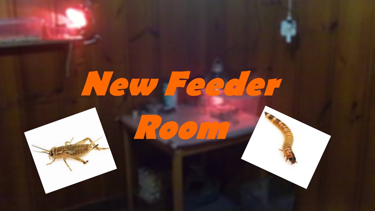 video to gif New Feeder Room Update!!!