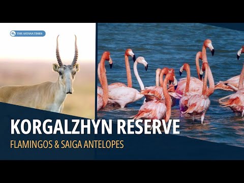 فيديو: محمية Korgalzhyn: الوصف والموقع والنباتات والحيوانات