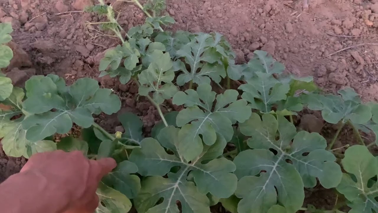 Quais adubos jogar do início ao fim da melancia!!respeitando cada fase de desenvolvimento