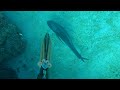 【魚突き】奄美大島 2021年10月16日 ロウニンアジ スジアラ