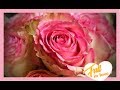 ~ How To Preserve Roses With Wax Dipping ~