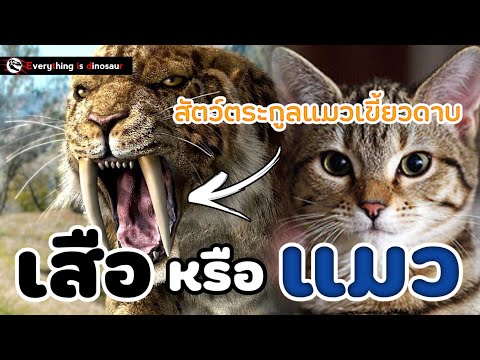 ข้อเท็จจริงของ"แมวเขี้ยวดาบ" saber-tooth cat