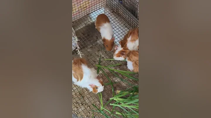 Video 11821371: abyssinian