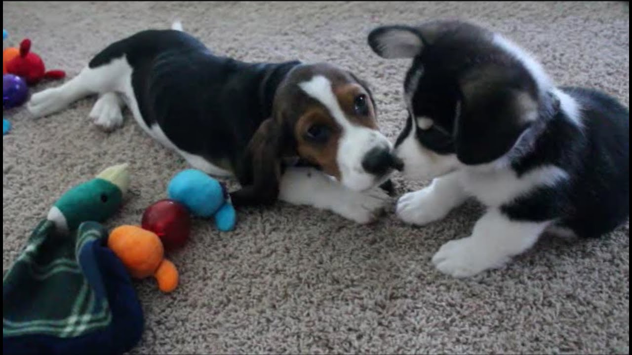 corgi basset