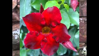 pot'n all Mandevilla