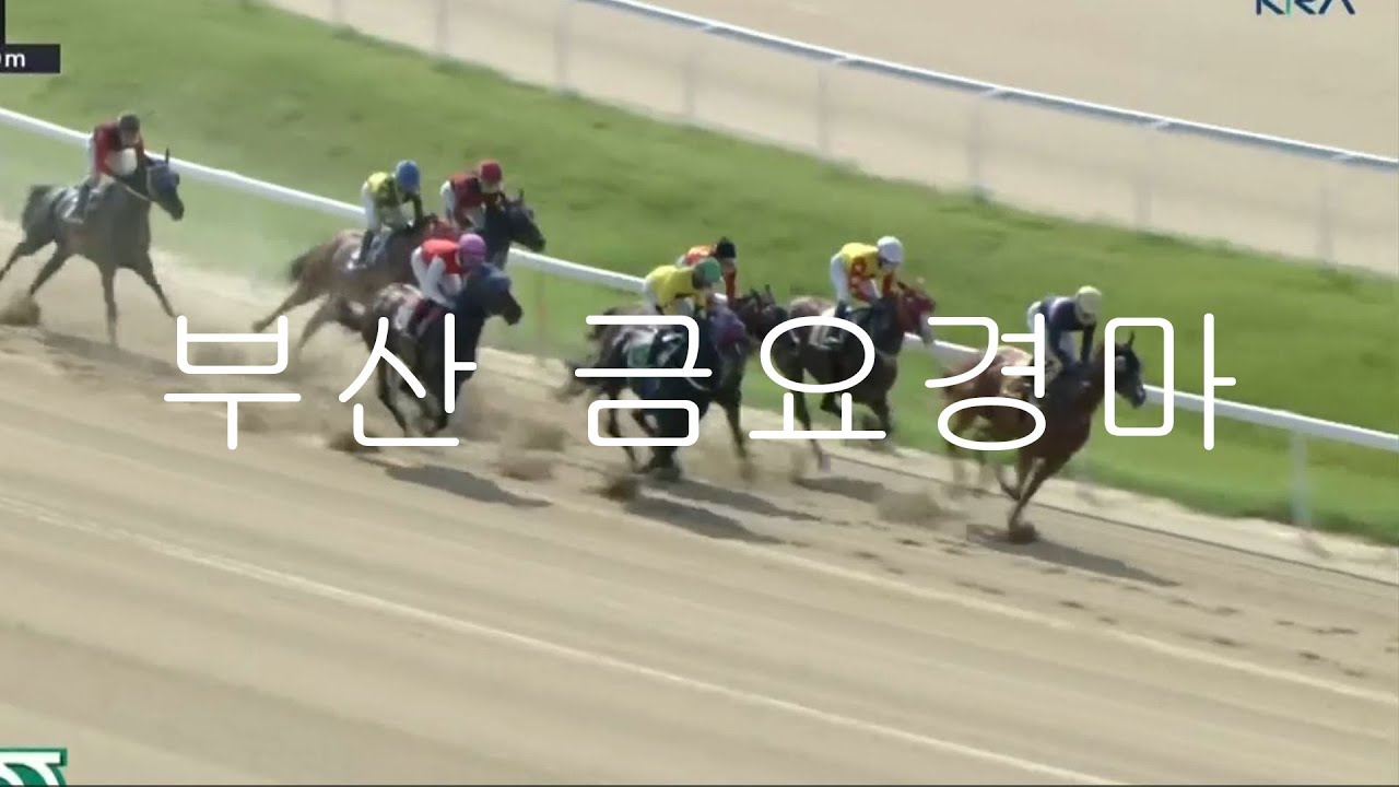 부산경마🎯부산경마🥇부산경마예상💥부산경마🔵부산경마예상,김남성경마예상,경마예상방송,경마예상,경마예상김남성,경마김남성,경마방송,금요 경마 예상,부산경마예상,부산경마,경마예상방송김남성