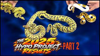 Full Our HYPO Project Gets Even CRAZIER! 🤯🐍 (Part 2) News