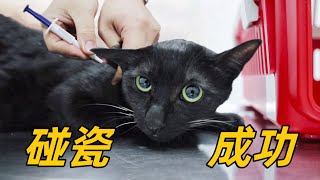 我救助的流浪小貓喜獲香港愛心粉絲領養裝模作樣5分鐘榮華富貴15年李喜猫