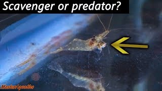 Will ghost shrimp go after your small fish? Watch this before keeping ghost shrimp.